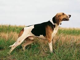 Un singur câine care traversează, o vânătoare mare