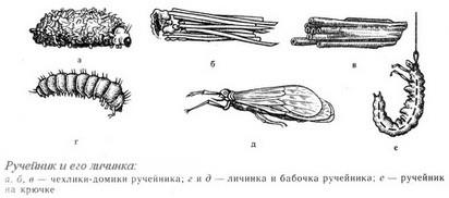 Pe insectele cârligului și pe larvele lor