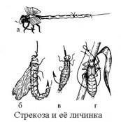 Pe insectele cârligului și pe larvele lor