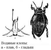 Pe insectele cârligului și pe larvele lor