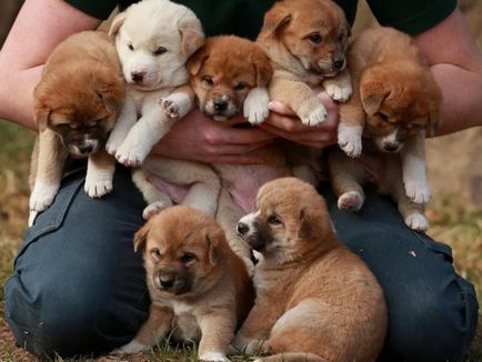 Dingo atacuri de câine pe oameni, în fălcile de animale