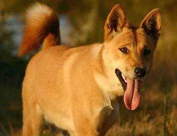 Dingo atacuri de câine pe oameni, în fălcile de animale