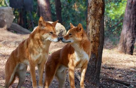 Dingo atacuri de câine pe oameni, în fălcile de animale