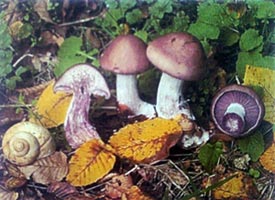 Народний умілець - гриб рядовка фіолетова