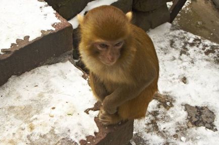 Parcul național din china zhangjiajie