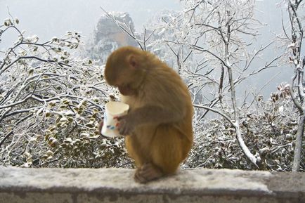 Parcul național din china zhangjiajie