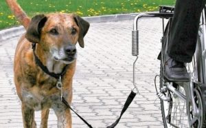 Pe o bicicletă cu un câine