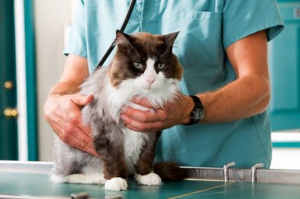 Nefroza la simptomele și tratamentul pisicilor