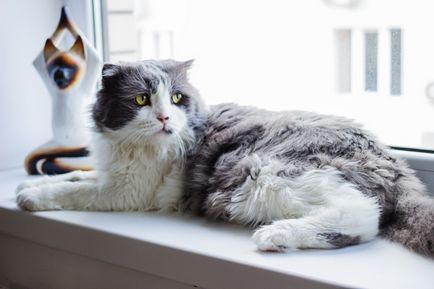 Нефроз у кішок симптоми і лікування