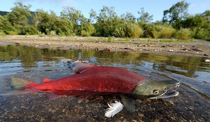 Нерка або кижуч що краще