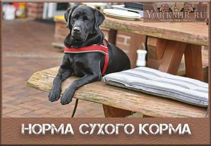 Норма сухого корму для собаки, класи корми, скільки потрібно