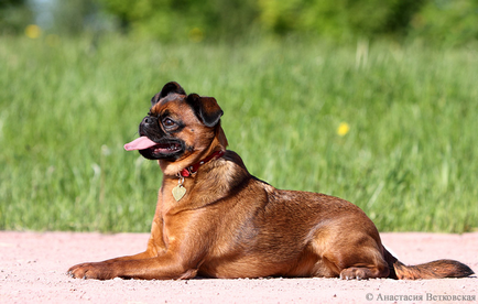 Noză - cimpanzeu sau sindrom brachycefalic, clinică veterinară fagă albă