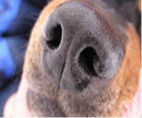 Носики - Курносики, або брахіцефаліческого синдром, ветеринарна клініка білий ікло