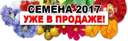 Noutăți de semințe de 2017! (elemente noi de semințe 2017!) Noutăți de semințe de 2017!