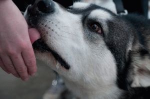Lobbed câinele fără adăpost, trebuie să fii vaccinat împotriva rabiei