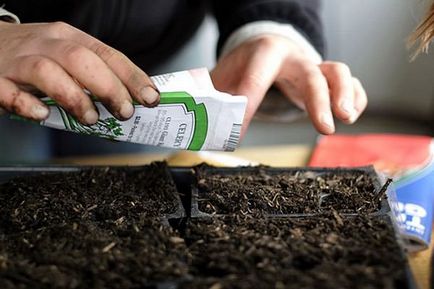 Prelucrarea semințelor de tomate înainte de plantare