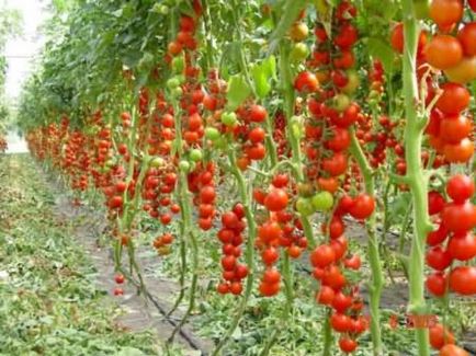 Обробка насіння помідорів перед посадкою