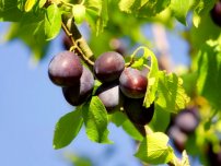 Pruning prune și prune cireșe, grădinar (gospodărie)