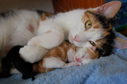 Чи обов'язково кішці для здоров'я народжувати кошенят