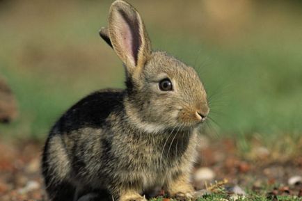 Prezentare generală a principalelor rase de iepuri pentru speciile de reproducere domestice și descriere cu fotografie