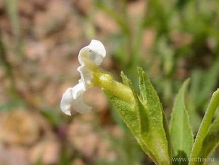 Flori anuale de plantare și îngrijire, cultivare, reproducere, fotografie, descriere