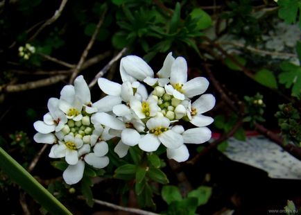 Flori anuale de plantare și îngrijire, cultivare, reproducere, fotografie, descriere