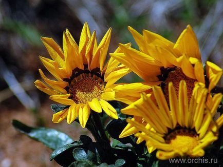 Flori anuale de plantare și îngrijire, cultivare, reproducere, fotografie, descriere