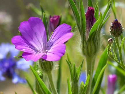 Однорічні квіти посадка і догляд, вирощування, розмноження, фото, опис