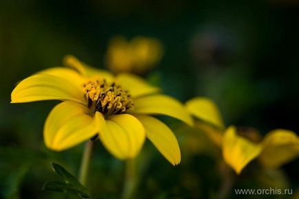 Однорічні квіти посадка і догляд, вирощування, розмноження, фото, опис