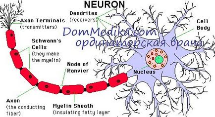 Oligofrenia și schizofrenia