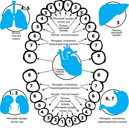 Визначення хвороб органів по зубам
