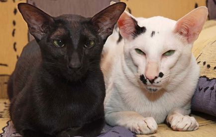 Descrierea pisicii orientale și caracterul rasei, caracteristici ale îngrijirii