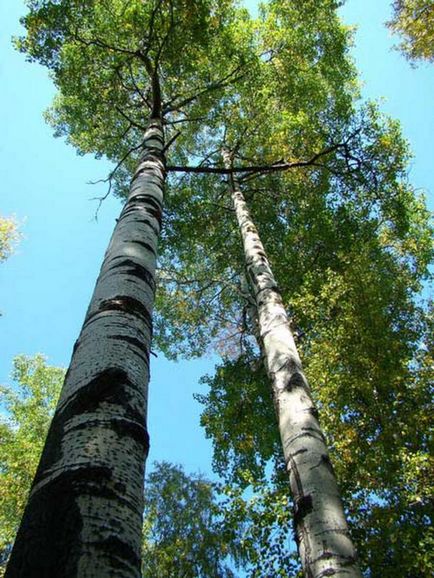 Aspen și cherestea din lemn