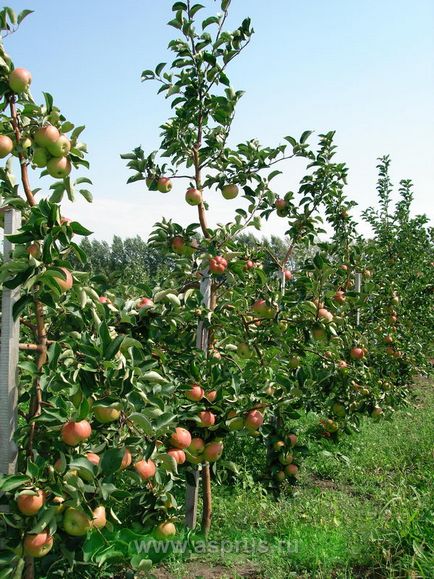 Особливості проріджування зав'язей у яблуні в інтенсивному саду, аппяпм