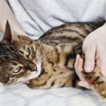 Bénulás macskák tünetei és kezelése, az okok bél, mint egy élvezet a műtét után, és mit kell tenni