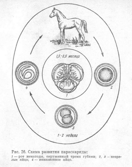 Parascaridoza cailor