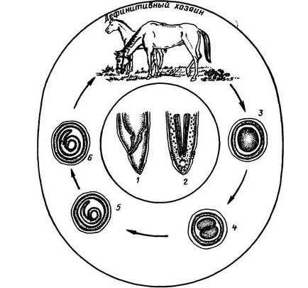 Параскарідоз (параскаріоз) коней