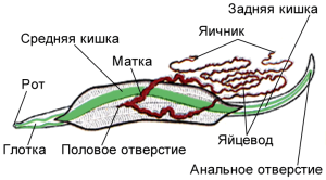 Параскарідоз у коней параскаріди, фото, симптоми, лікування і профілактика