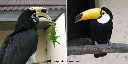 Bird Park - vrabii, regiunea Kaluga