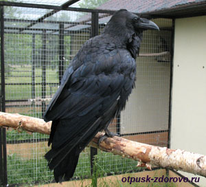 Bird Park - vrabii, regiunea Kaluga