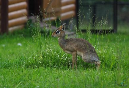 Bird Park „verebek” - utazási honlap