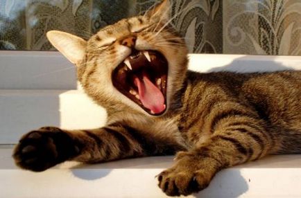 Parodontita la pisici - vorbim de gingivita