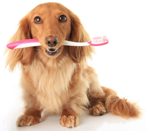 Parodontita la câini și pisici