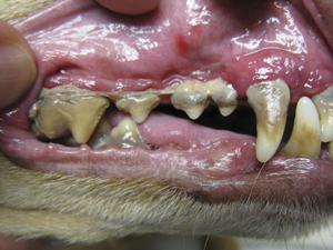 Parodontita la câini și pisici