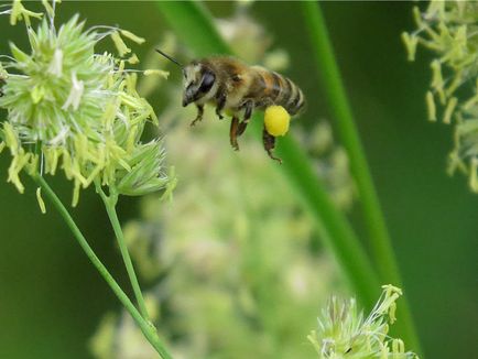 Polenul de albine - blogul apicultorului Ilshat Asmandiyarov