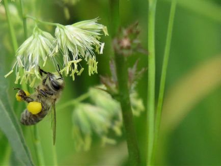 Polenul de albine - blogul apicultorului Ilshat Asmandiyarov
