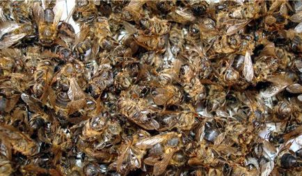 Бджолиний підмор рецепти народної медицини