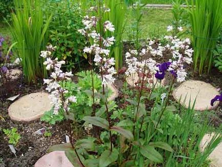 Penstemon de plantare și de îngrijire, specii și soiuri, fotografie