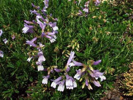 Penstemon de plantare și de îngrijire, specii și soiuri, fotografie