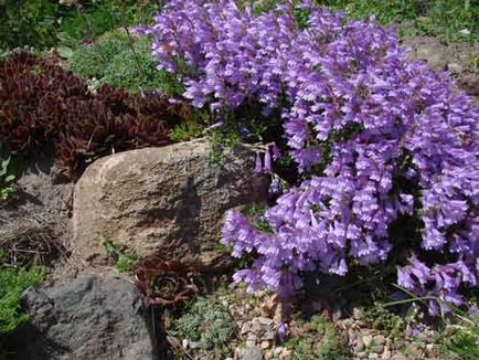 Penstemon de plantare și de îngrijire, specii și soiuri, fotografie